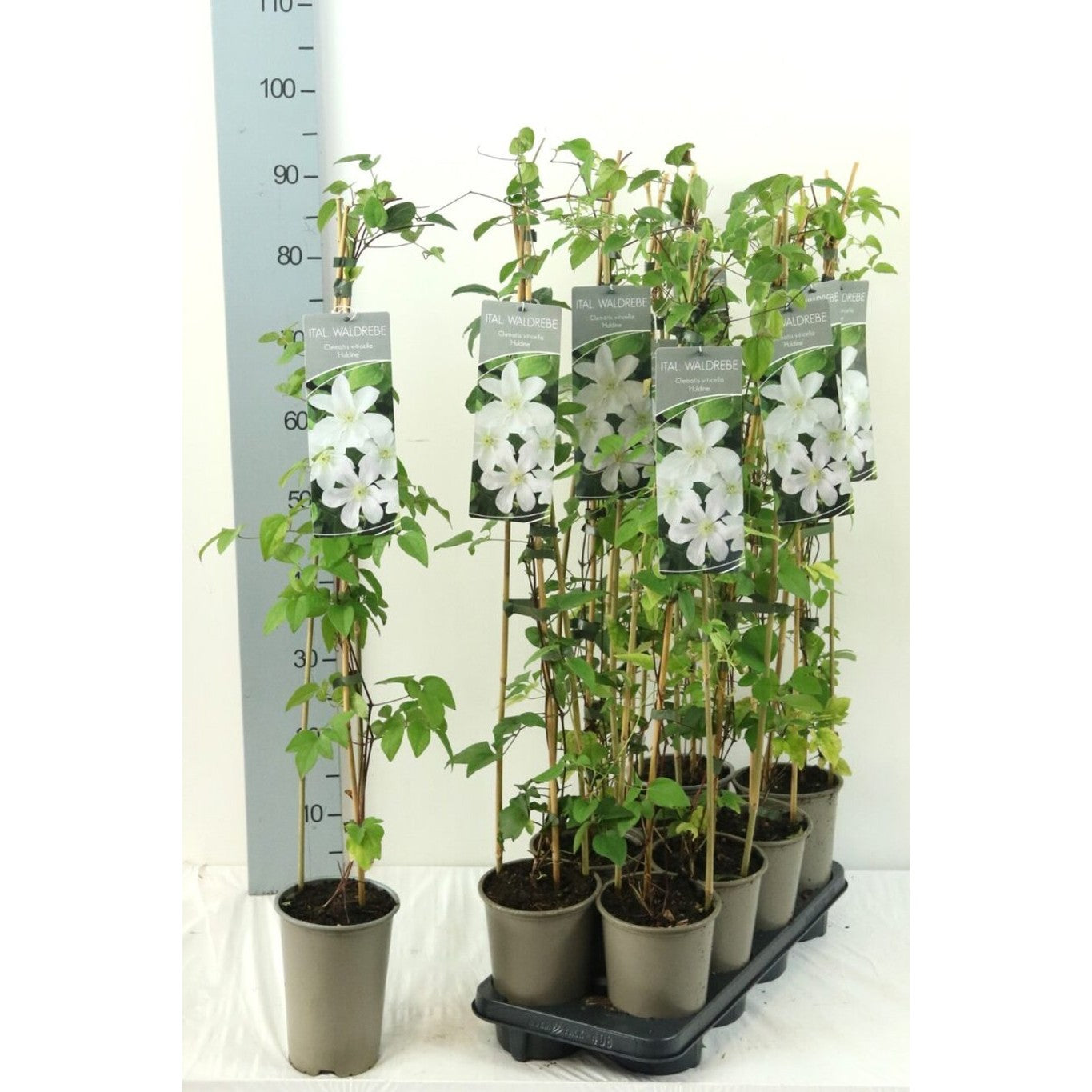 Klematis – Clematis 'Huldine' - C2 60-80 CM Stick